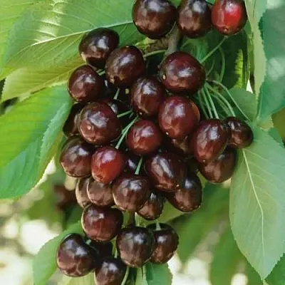 Черешня РЕВНА  Черешня РЕВНА в Перми