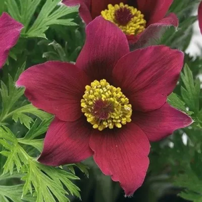 Прострел ПИНВИЛ РЕД ШЕЙДЕС в Перми