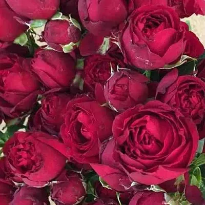 Саженцы роз РЕД БАБЛС спрей  Саженцы роз РЕД БАБЛС спрей в Перми