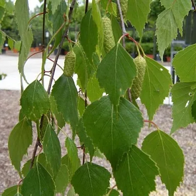 Береза ФАСЦИНЕЙШЕН белая  в Перми