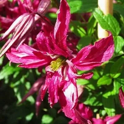 Клематис РОЗАЛИН в Перми