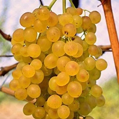 Виноград КИШМИШ КОКТЕЙЛЬ в Перми