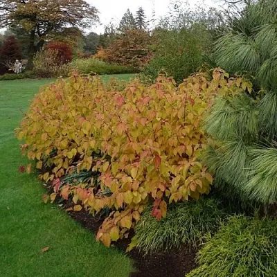Дерен  АННА ВИНТЕР ОРАНЖ кроваво-красный    Дерен  АННА ВИНТЕР ОРАНЖ кроваво-красный   в Перми