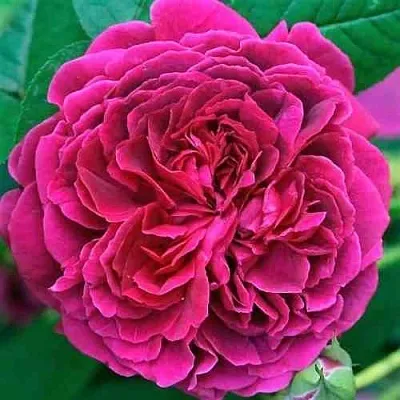 Саженцы роз ВИЛЬЯМ ШЕКСПИР английская в Перми