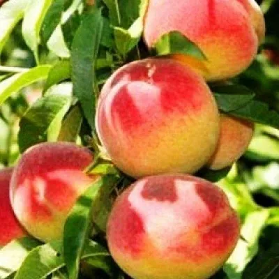 Персик НОВОСЕЛКОВСКИЙ  Персик НОВОСЕЛКОВСКИЙ в Перми