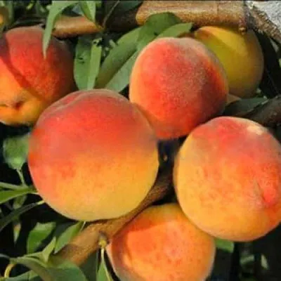 Персик РОЯЛ ВИ  Персик РОЯЛ ВИ в Перми