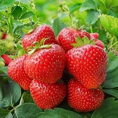 Клубника КИМБЕРЛИ  Клубника КИМБЕРЛИ в Перми