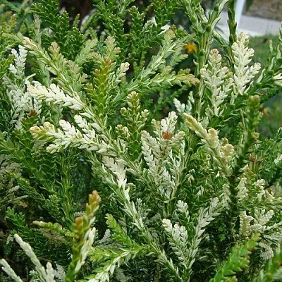 Туевик ВАРИЕГАТА долотовидный   Туевик ВАРИЕГАТА долотовидный  в Перми