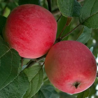 Яблоня СУЙСЛЕПСКОЕ (МАЛИНОВКА)  Яблоня СУЙСЛЕПСКОЕ (МАЛИНОВКА) в Перми