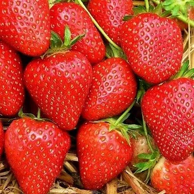 Клубника КВИКИ  Клубника КВИКИ в Перми