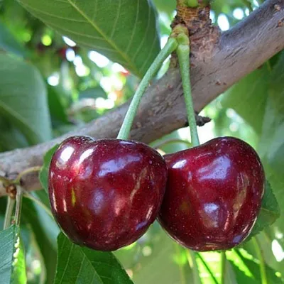 Черешня СЮБАРОВСКАЯ  Черешня СЮБАРОВСКАЯ в Перми