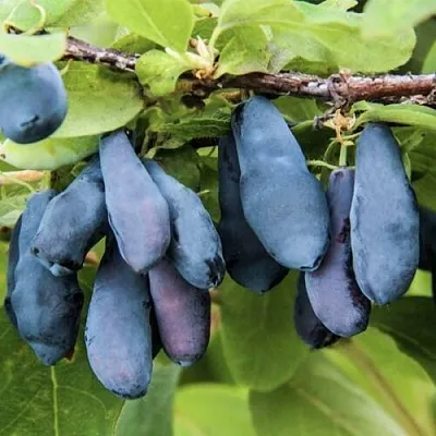 Жимолость съедобная СИБИРЯЧКА в Перми