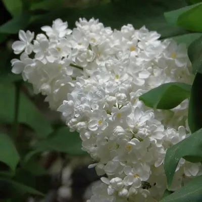 Сирень РУССКИЙ СЕВЕР  Сирень РУССКИЙ СЕВЕР в Перми