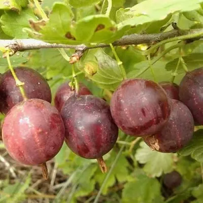 Крыжовник СМЕНА  Крыжовник СМЕНА в Перми