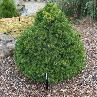 Ель ТОМПА обыкновенная  Ель ТОМПА обыкновенная в Перми