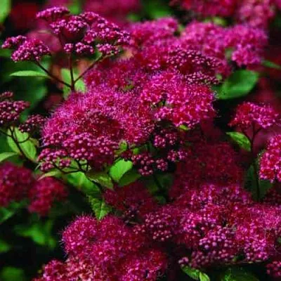 Спирея АНТОНИ ВАТЕРЕР японская в Перми