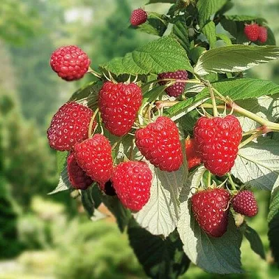 Малина РУБИФОЛ  Малина РУБИФОЛ в Перми