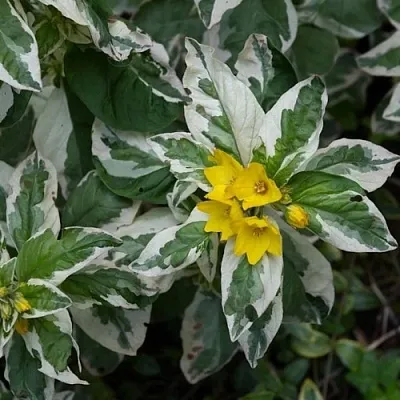 Вербейник АЛЕКСАНДР точечный в Перми