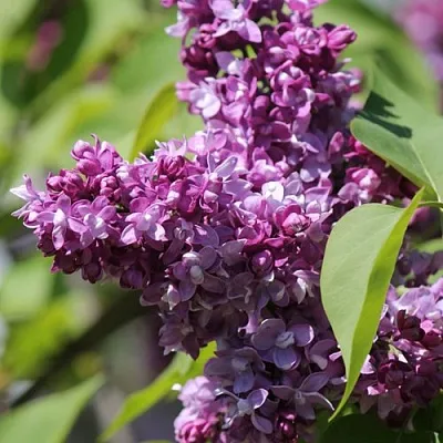 Сирень ИЗОБИЛИЕ в Перми