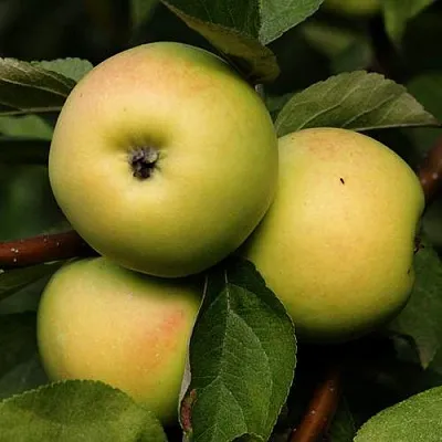 Яблоня ДАНИЛА  Яблоня ДАНИЛА в Перми