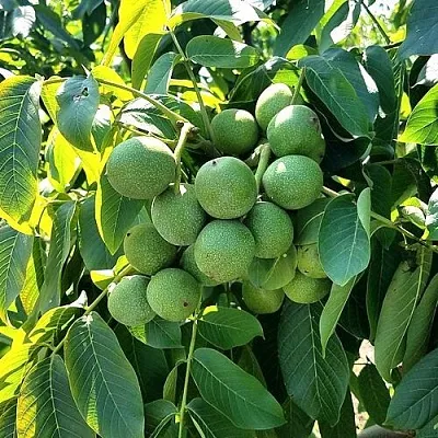 Грецкий орех  ИЗЯЩНЫЙ в Перми