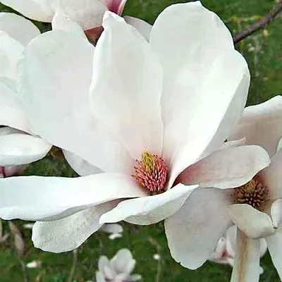 Магнолия АЛЬБА СУПЕРБА  Магнолия АЛЬБА СУПЕРБА в Перми