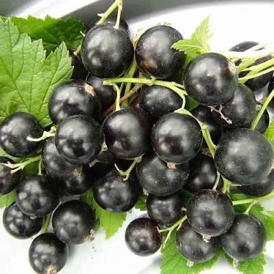 Смородина черная ТИТАНИЯ в Перми