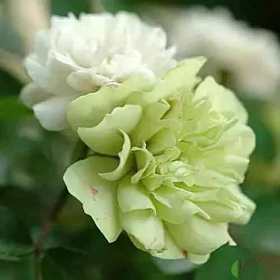 Саженцы роз ГРИН АЙС миниатюрная  Саженцы роз ГРИН АЙС миниатюрная в Перми