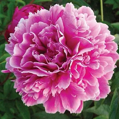 Пион ПУРПУРНАЯ ФЕЕРИЯ травянистый  Пион ПУРПУРНАЯ ФЕЕРИЯ травянистый в Перми