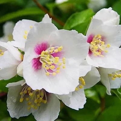 Жасмин БЕЛЬ ЭТУАЛЬ  Жасмин БЕЛЬ ЭТУАЛЬ в Перми