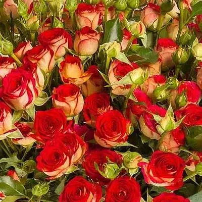 Саженцы роз РУБИЭЛЛА спрей  Саженцы роз РУБИЭЛЛА спрей в Перми