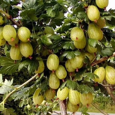 Крыжовник ИНВИКТА  Крыжовник ИНВИКТА в Перми