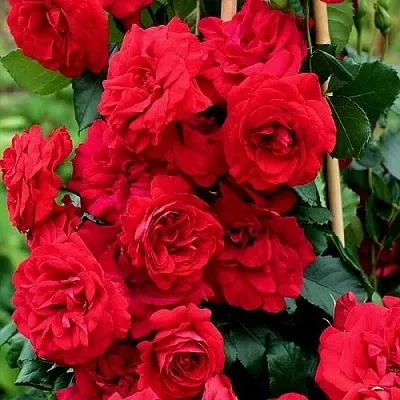 Саженцы роз АМАДЕУС плетистая  Саженцы роз АМАДЕУС плетистая в Перми