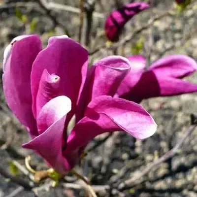 Магнолия СЬЮЗАН  Магнолия СЬЮЗАН в Перми