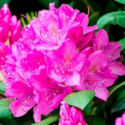 Азалия ПУРПУРТРАУМ японская  Азалия ПУРПУРТРАУМ японская в Перми