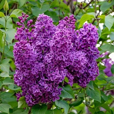 Сирень СУМЕРКИ в Перми