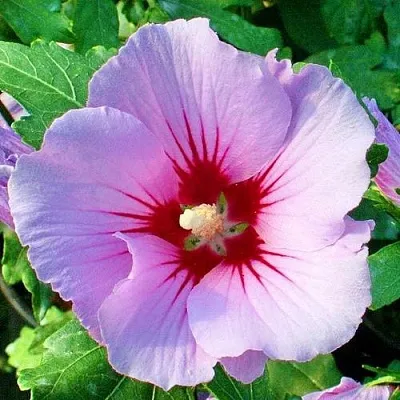 Гибискус ПИНК ФЛИРТ сирийский  Гибискус ПИНК ФЛИРТ сирийский в Перми