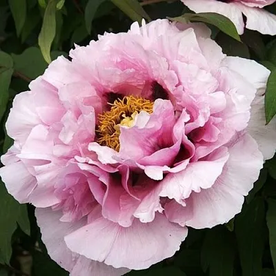 Пион РОЗОВАЯ РЕКА древовидный  Пион РОЗОВАЯ РЕКА древовидный в Перми