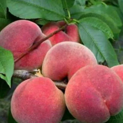 Персик КАНАДИАН ХАРМОНИ  Персик КАНАДИАН ХАРМОНИ в Перми