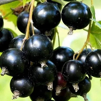 Смородина чёрная СОКРОВИЩЕ в Перми