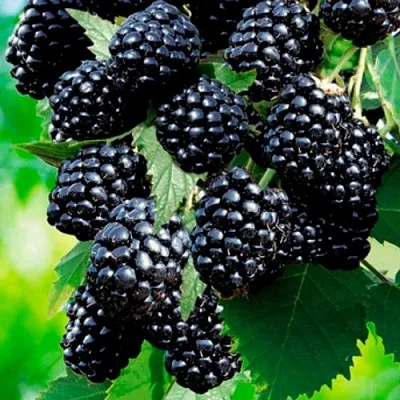 Ежевика ЛОХТЕЙ бесшипная в Перми