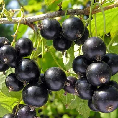 Смородина черная ГАМАЮН в Перми