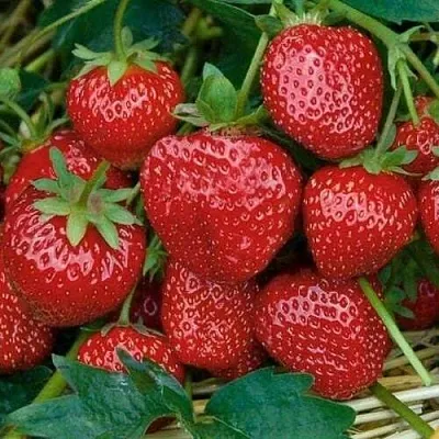 Клубника СЕЛЬВА ремонтантная  Клубника СЕЛЬВА ремонтантная в Перми