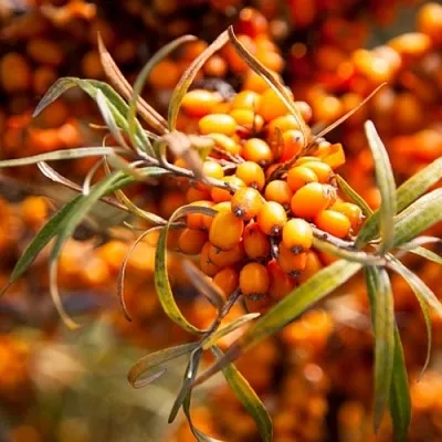 Облепиха ФИНСКАЯ  Облепиха ФИНСКАЯ в Перми