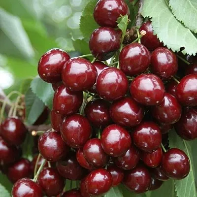 Черешня СИЛЬВИЯ колоновидная  Черешня СИЛЬВИЯ колоновидная в Перми