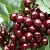 Черешня СИЛЬВИЯ колоновидная  Черешня СИЛЬВИЯ колоновидная в Перми