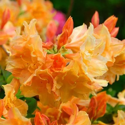 Азалия ЧАРДАШ листопадная  Азалия ЧАРДАШ листопадная в Перми