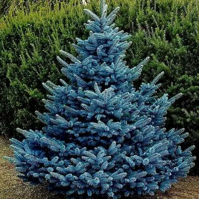 Ель МАДЖЕСТИК БЛЮ колючая  Ель МАДЖЕСТИК БЛЮ колючая в Перми