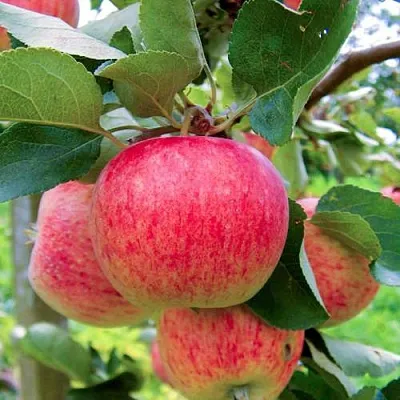 Яблоня ПИРОС  Яблоня ПИРОС в Перми