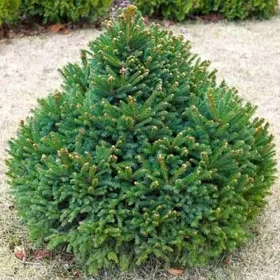 Ель БАРРИ обыкновенная  Ель БАРРИ обыкновенная в Перми